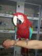 Kadıköy amazon papaganı