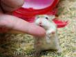satılık yavru hamster