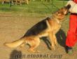 EĞİTİM VE PANSİON HİZMETLERİ bursa köpek eğitim merkezi