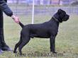 F.C.İ ŞECERELİ 14 AYLIK CANE CORSO ERKEK