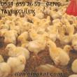 genç tavukçuluk civciv, ördek, hindi, etlik ve yumurtalık civciv satışı