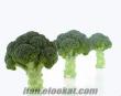 Brokoli naxos f1 tohumu