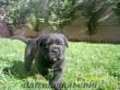 JCH ORKAN X ESTA YAVRULARI (20.12.2011) CANE CORSO SECERELİ