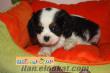 satılık cavalier king charles istanbul SUN PET SHOP