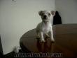 Satılık Beyaz Jack Russell Terrier (Maske filmindeki köpek)