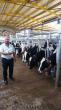 Serkan et tarım ve hayvancılık a kaliteli sut inekleri
