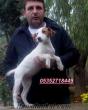 SATILIK ORJİNAL JACK RUSSEL CEK RASIL YAVRULAR