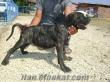 ***Doggypause*** Cane Corso