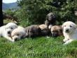 Bursada kangal golden kırma dünya tatlısı köpek yavruları