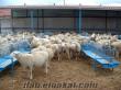 eskişehirde sahibinden satılık merinos koyunlar