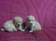 tüy dökmeyen krem minyatür toy poodle yavrularımız