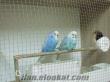 afyon bolvadinde satılık damızlık ingiliz muhabbet kuşları