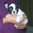 Çok sevimli 1.5 aylık dişi Fransız Bulldog !!!!