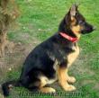 ALMAN KURDU, BORDEAUX, CONE CORSO, GOLDEN, ROTTWEİLER, HUSKY