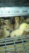 Organik yumurta ve salma Tavukçuluk için civciv satışımız devam ediyor