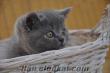 Sahibinden British shorthair yavru kedi