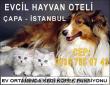 KEDİ KÖPEK OTELİ EV ORTAMINDA İSTANBUL