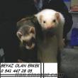 1 dişi 1 erkek çift ferret(dişi gebe olabilir)