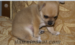 Antalyada sahibinden satılık Chihuahua( Şivava) yavru