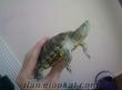 izmirde satılık erkek singapur kaplumbağası
