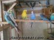 satılık ingiliz kırması yavru muhabbet kuşları