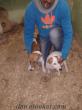 izmirde sahibinden satılık 1, 5 yaşında çift dişi ve erkek cek rasıl terrier