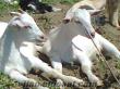 Çanakkalede sahibinden ACİL satılık 45 tane oğlaklı saanen keçi