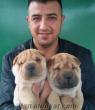 üretim çiftliginden satılık yavru köpekler satılık shar-pei yavruları