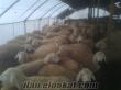 Koyun-Toklu Satılık