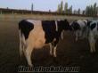 30 ve 35 kgluk süt inekleri ve düveleri