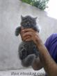 satılık yavru iran kedisi kül rengi