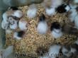 satılık toptan hamster yavruları