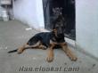 ORJİNAL ALMAN ÇOBAN KÖPEĞİ YAVRUSU