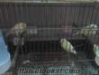 satılık roller kanarya yavruları