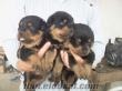 SATILIK SAFKAN MACAR ROTTWEILER YAVRULARI