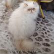Sahibinden safkan sıfır burun iran persian erkek kedi