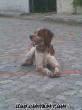 Balıkesirde satılık Epanyol Breton av köpeği