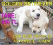 GOLDEN retriever orjinal yavrular istanbul çapa