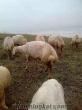 Yozgatda 30 adet kuzu 30 adet koyun 21750 tl.