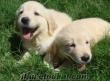 BABY FACE GOLDEN RETRIEVER YAVRULARIMIZ(DOGACADEMY)