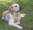 satılık veya takas golden retriwer