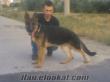 KURTKAYA DOGS KENNEL DAN SAFKAN IRKLAR