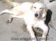 SAHİBINDEN BEYAZ DISI 7 AYLIK GOLDEN RETRIEVER UYGUN FIATA