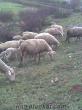 Bursa Karacabeyde satılık mrinos koyun sürüsü