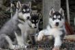 satılık sibirya husky yavruları