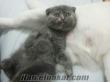 Kendi kedimin scottish fold dişi yavrusu