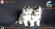 Satılık Sibirya Kurdu Yavruları Kanka Köpek