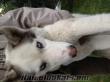 15 aylık gri beyaz erkek sibirya kurdu köpeğimiz konyada kayboldu bulanların il