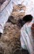 5 aylık cappicino renkli insan canlısı iran kedisi erkek(izmir)