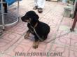 Yavru Rottweiler Ankara 2.5 aylık, Safkan, secereli, çipli, dövmeli, pasaportlu